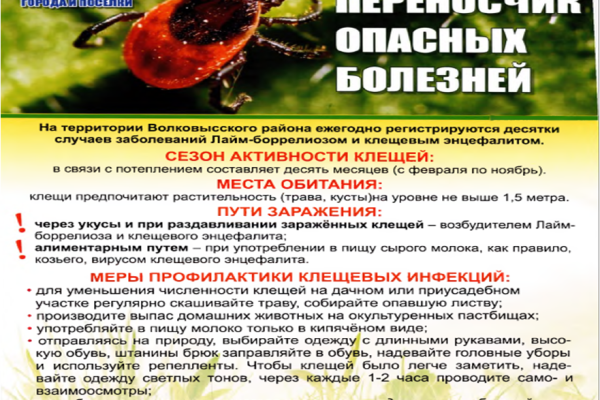 Сезон активности клещей